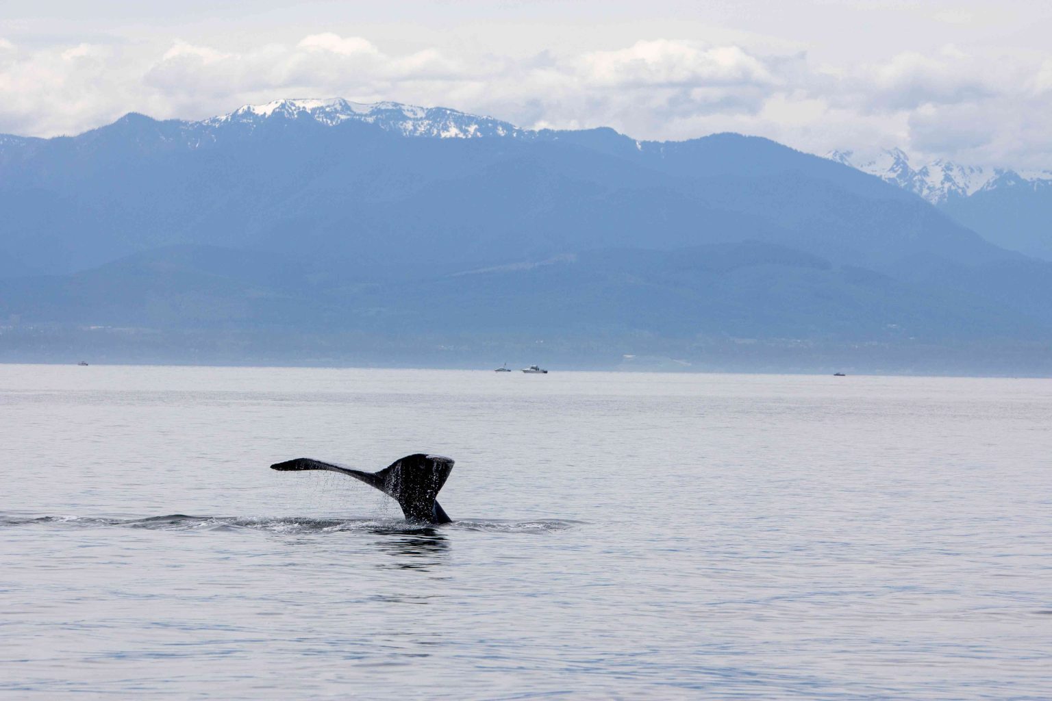 VANCOUVER TRAVEL GUIDE visual data 4