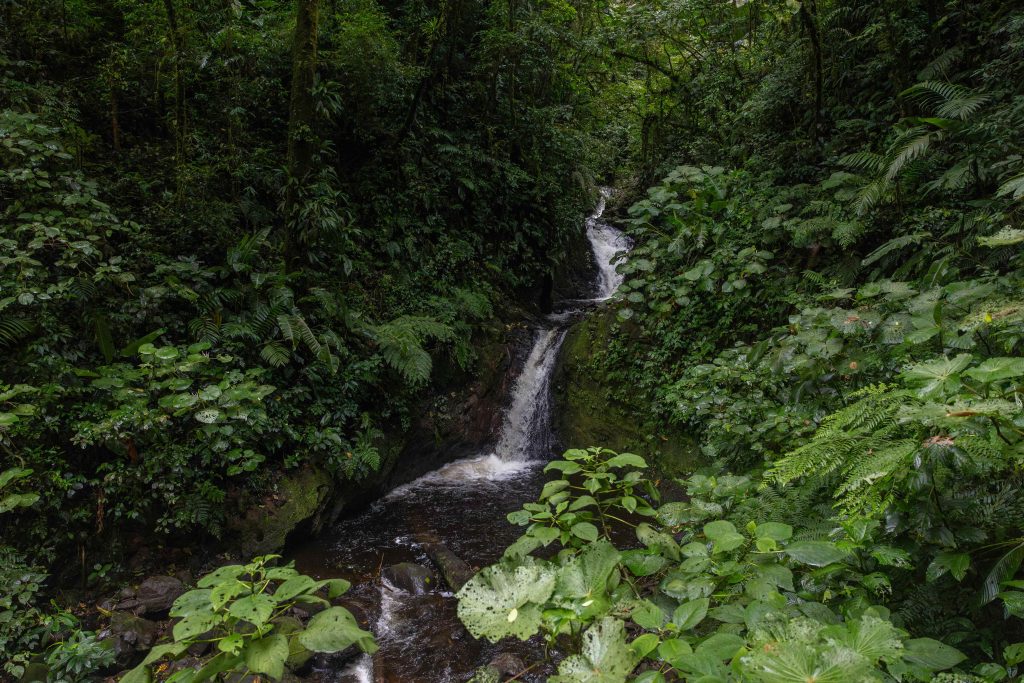 Intrepid Photography Costa Rica